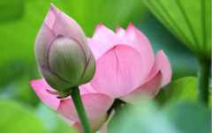 關(guān)于蓮花的優(yōu)美句子 關(guān)于蓮花的優(yōu)美句子