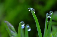 關(guān)于春雨的優(yōu)美句子 關(guān)于春雨的優(yōu)美句子