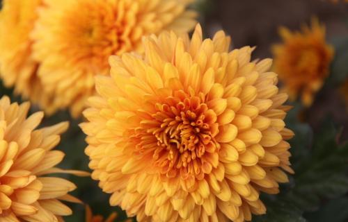 菊花的詩(shī)句 菊花的詩(shī)句