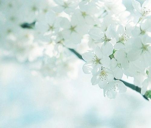 春天賞花開(kāi)心的句子