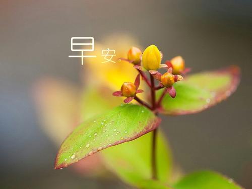 四月你好早安問(wèn)候語(yǔ) 四月你好早安問(wèn)候語(yǔ)