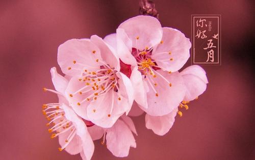四月再見(jiàn)五月你好朋友圈說(shuō)說(shuō)大全 四月再見(jiàn)五月你好朋友圈說(shuō)說(shuō)大全
